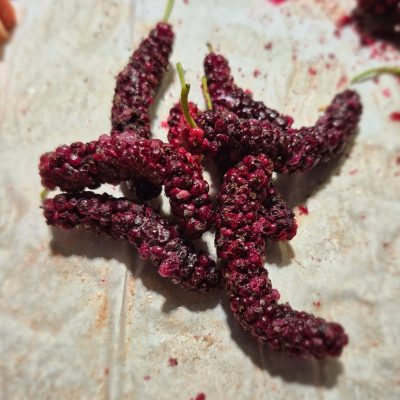 תות עץ מיובש בהקפאה